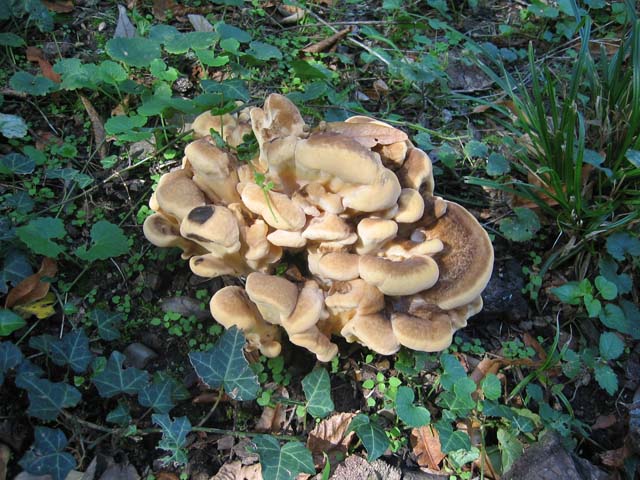 I grandi Funghi: La crescita di Meripilus giganteus