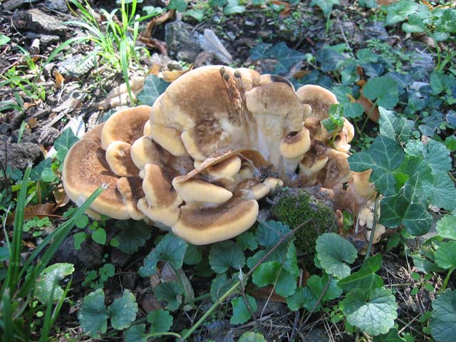 I grandi Funghi: La crescita di Meripilus giganteus