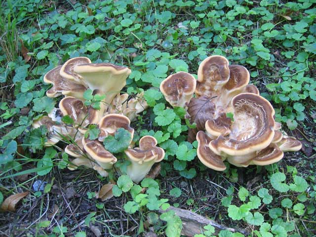 I grandi Funghi: La crescita di Meripilus giganteus