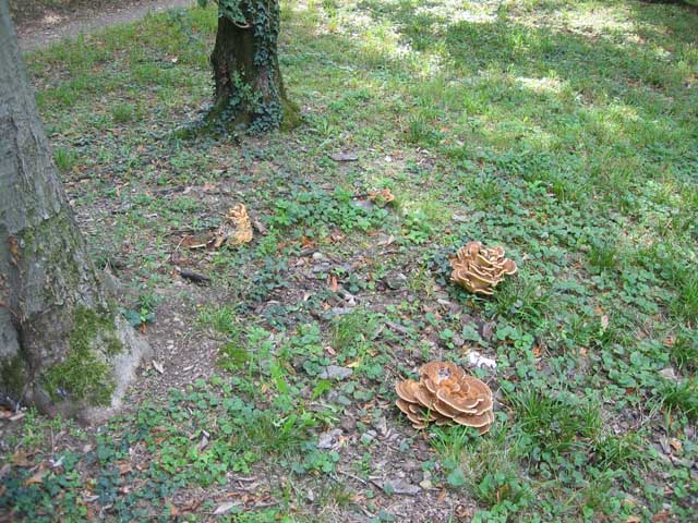 I grandi Funghi: La crescita di Meripilus giganteus