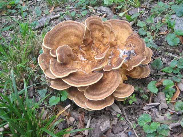 I grandi Funghi: La crescita di Meripilus giganteus