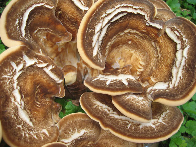 I grandi Funghi: La crescita di Meripilus giganteus