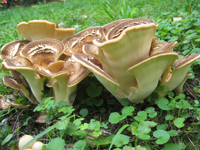 I grandi Funghi: La crescita di Meripilus giganteus