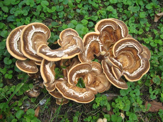 I grandi Funghi: La crescita di Meripilus giganteus