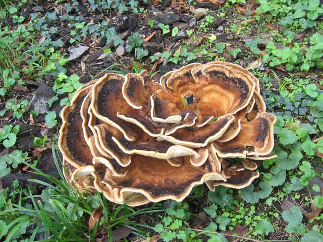 I grandi Funghi: La crescita di Meripilus giganteus