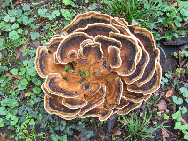 I grandi Funghi: La crescita di Meripilus giganteus