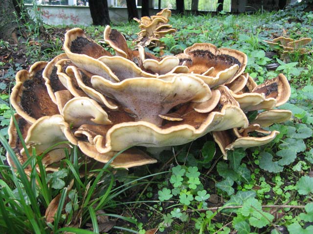 I grandi Funghi: La crescita di Meripilus giganteus