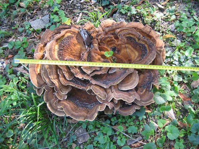 I grandi Funghi: La crescita di Meripilus giganteus