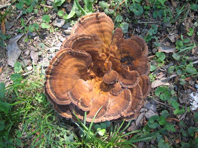 I grandi Funghi: La crescita di Meripilus giganteus