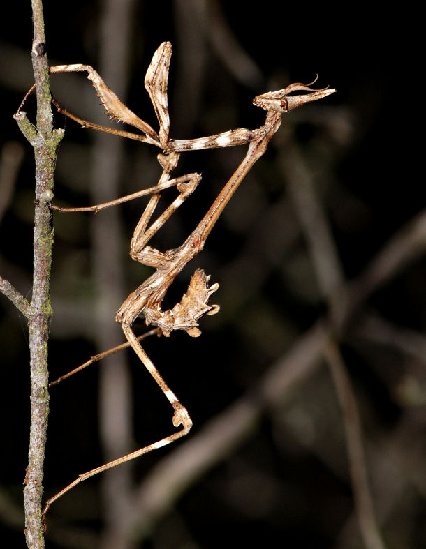 Empusa pennata