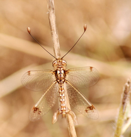 Deleproctophylla australis