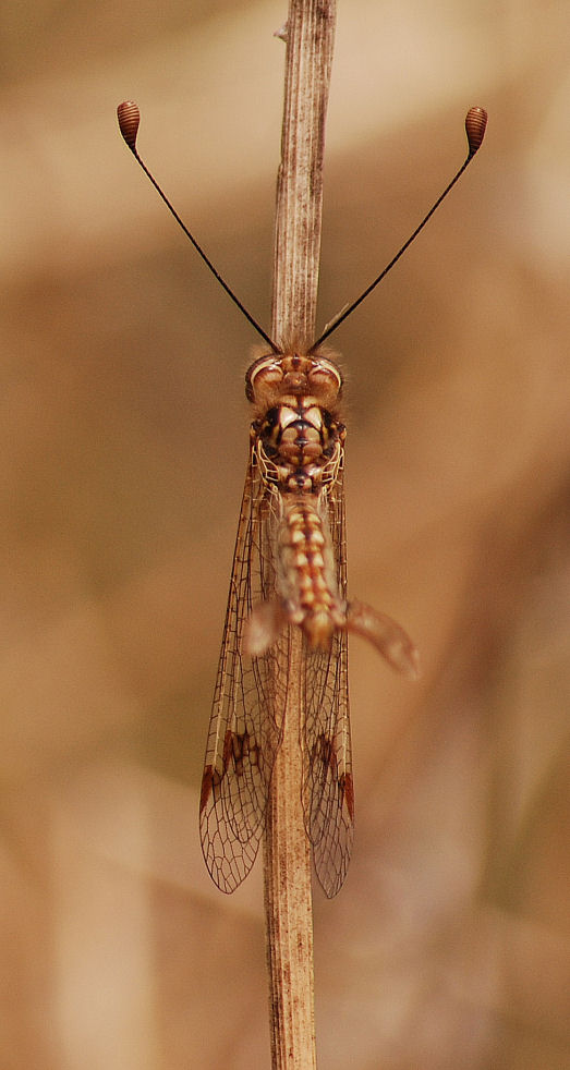 Deleproctophylla australis