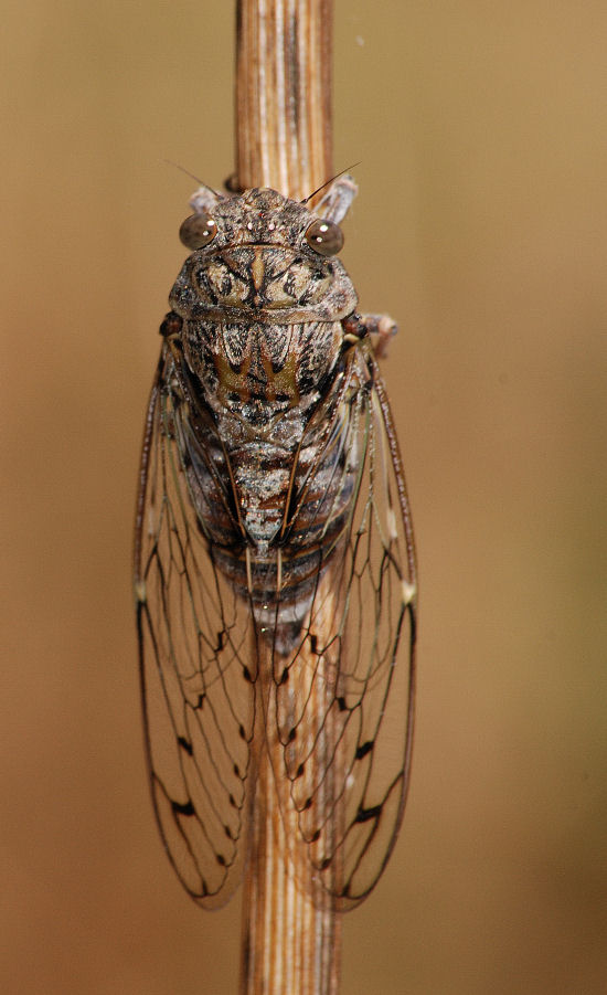 Bel cicalone, Cicada orni