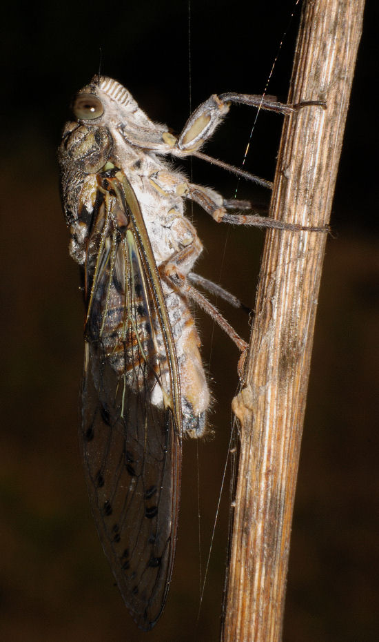 Bel cicalone, Cicada orni