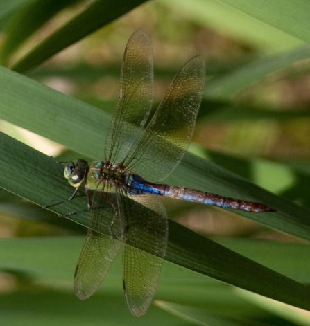 Libellula gigante: Anax imperator (Aeshnidae)