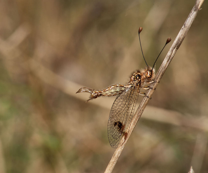 Deleproctophylla australis