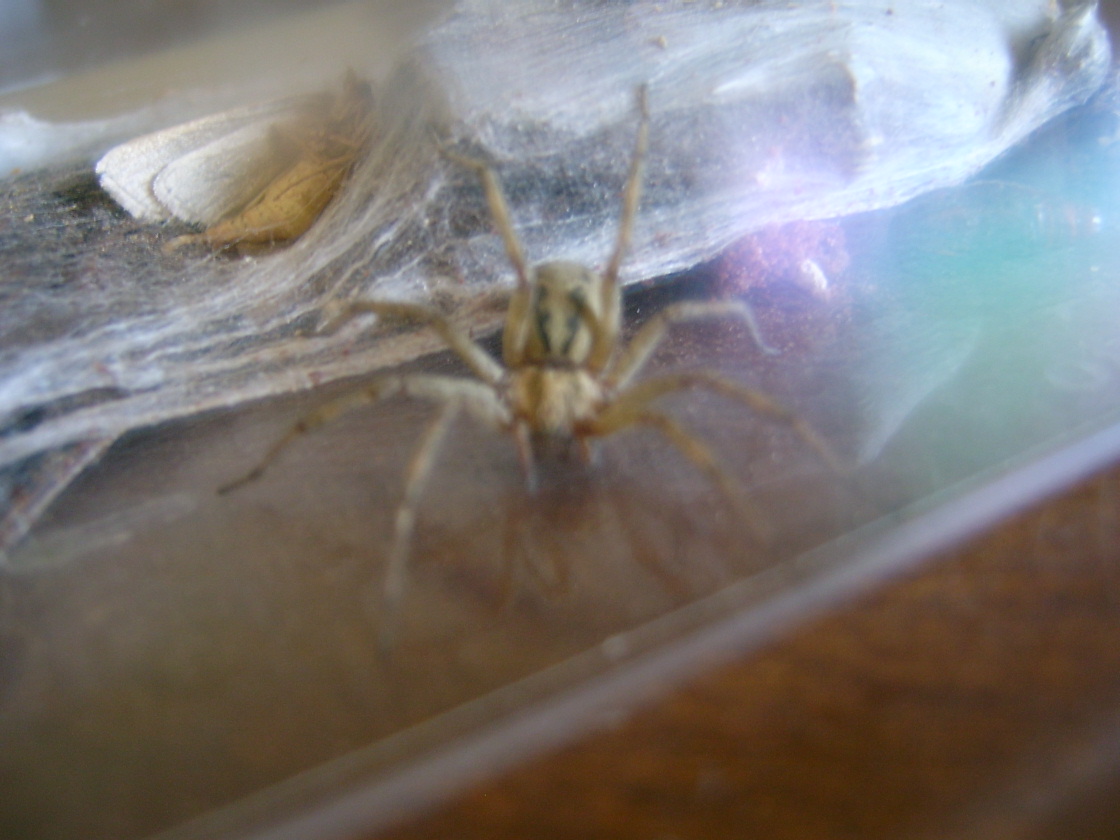 Agelenidae