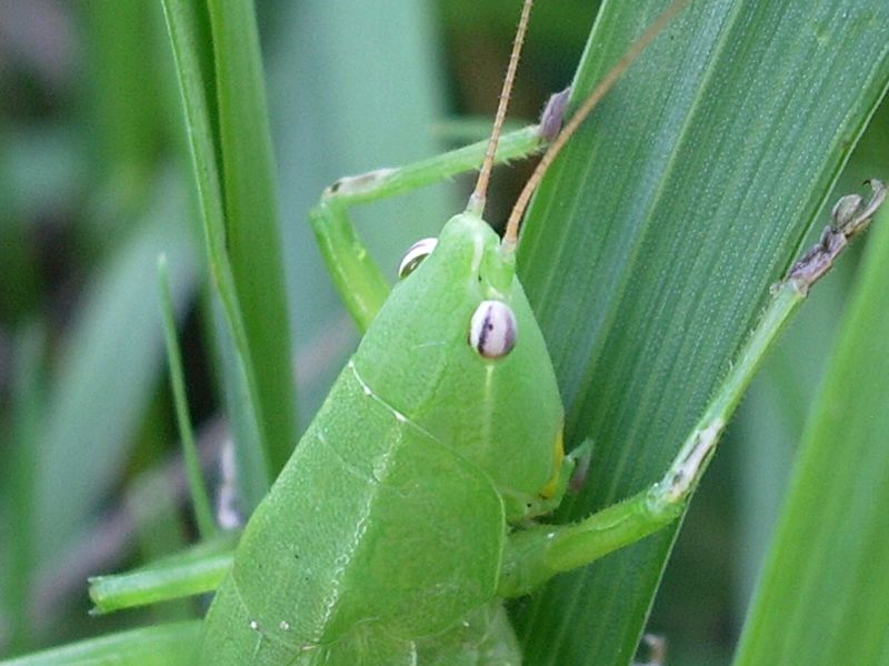 Ruspolia nitidula