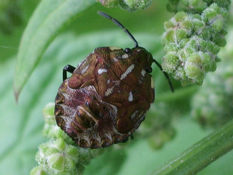Ninfa di Carpocoris