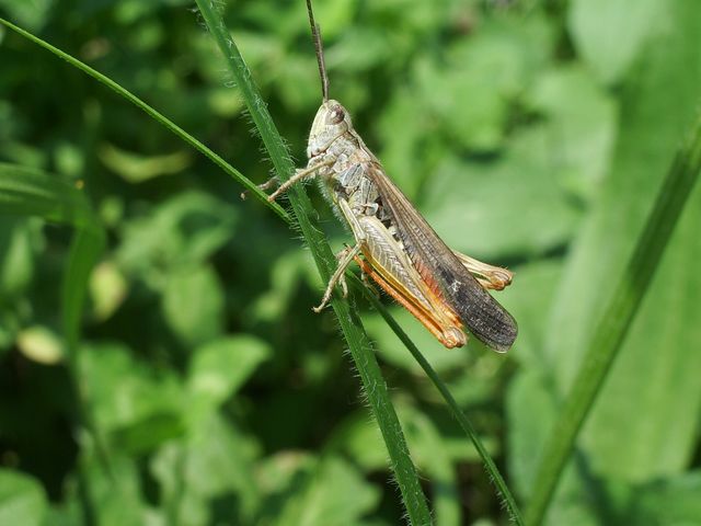 Chorthippus (Glyptobothrus) sp. (Orthoptera)