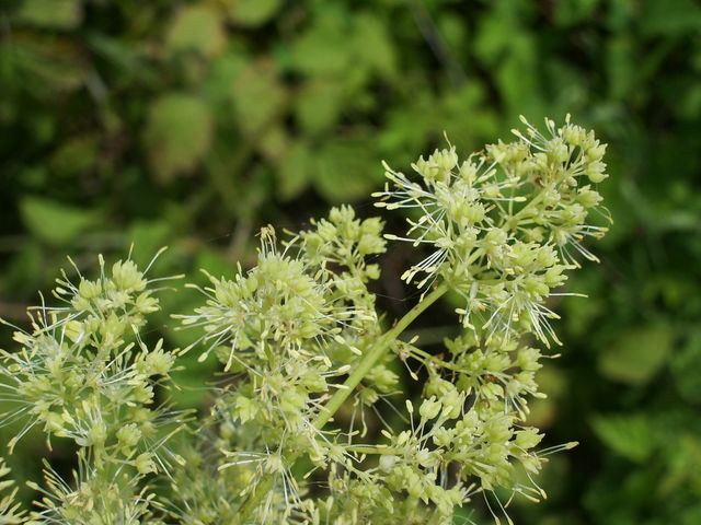 Pianta da determinare - Thalictrum sp.