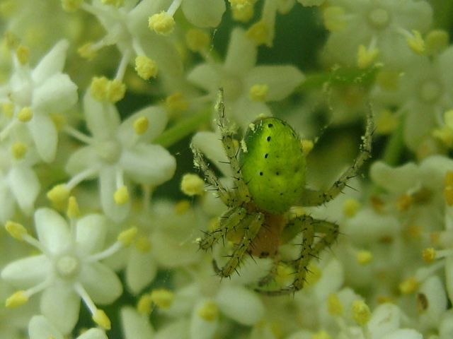 Araniella, Philaeus, Dolomeses, Araneus