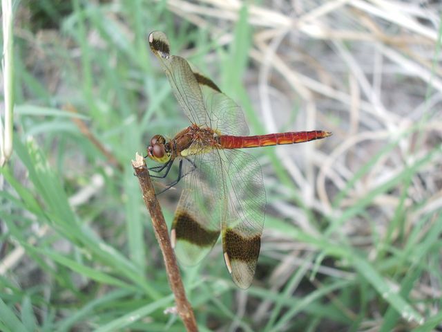 Libellula da determinare - Sympetrum pedemontanum