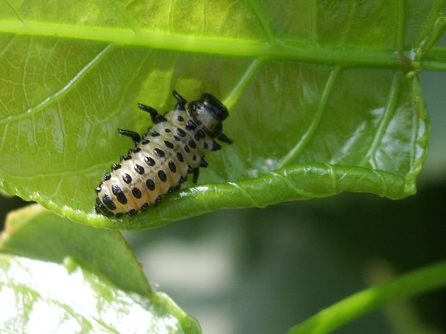 Larva di Chrysomela populi