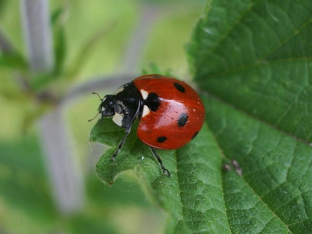 Coccinella septempunctata