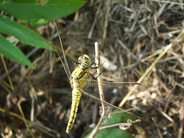 Orthetrum cancellatum (Odonata, Libellulidae)
