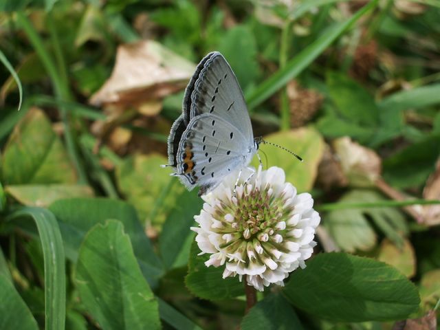 Everes argiades e Polyommatus icarus