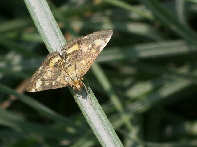 Pyrausta aurata