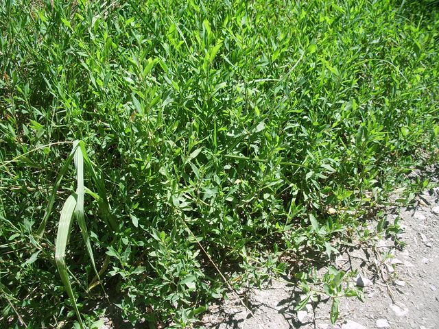 da determinare - Polygonum sp.