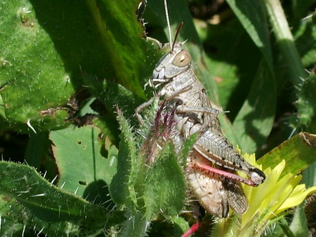 ortottero da determinare: Calliptamus sp. (Acrididae)