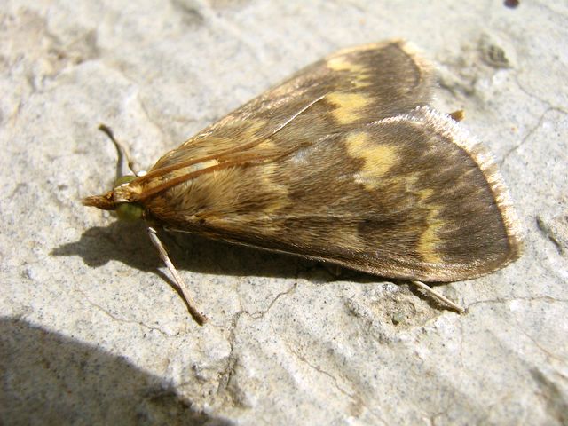 Farfalline da identificare