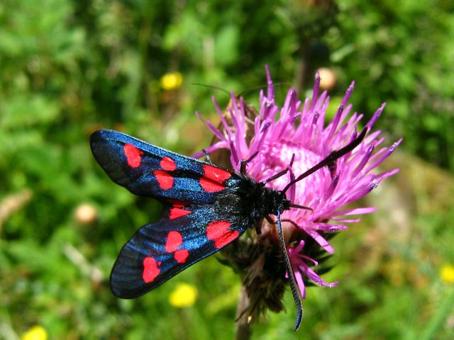 Farfalline da identificare