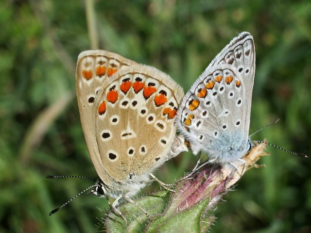 Farfalla Polyommatus icarus ?