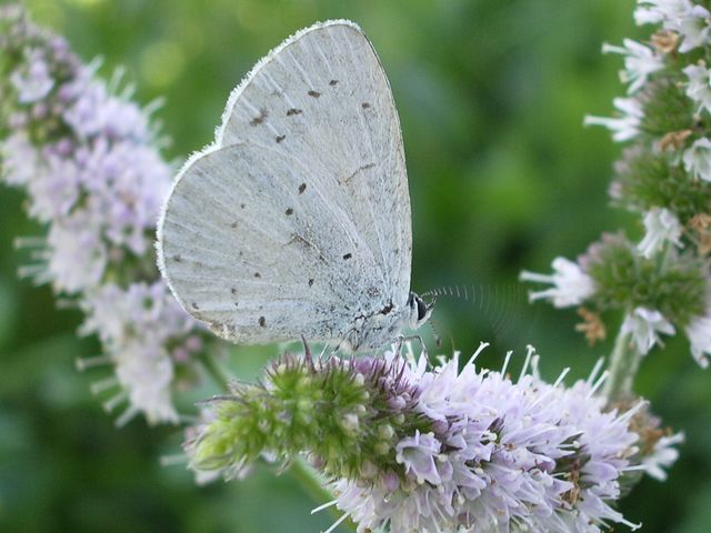 Celastrina argiolus