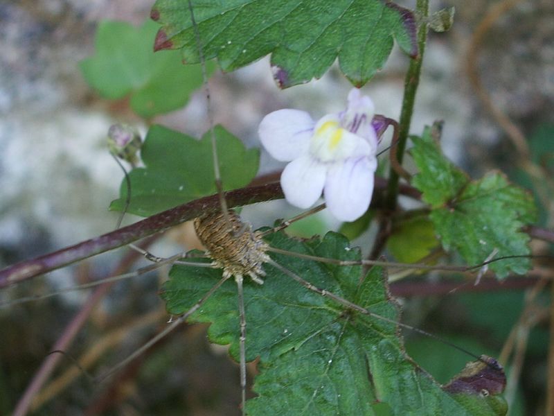 Cymbalaria muralis / Ciombolino comune