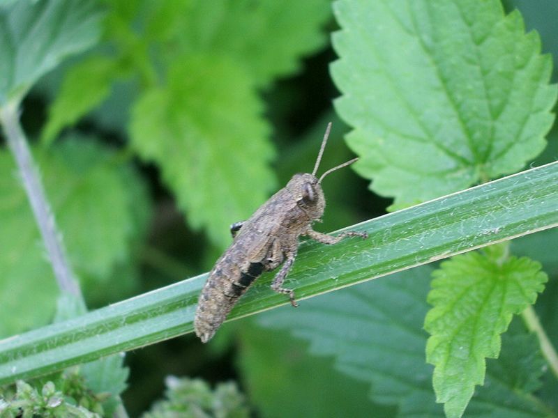Pezotettix giornai senza zampe posteriori