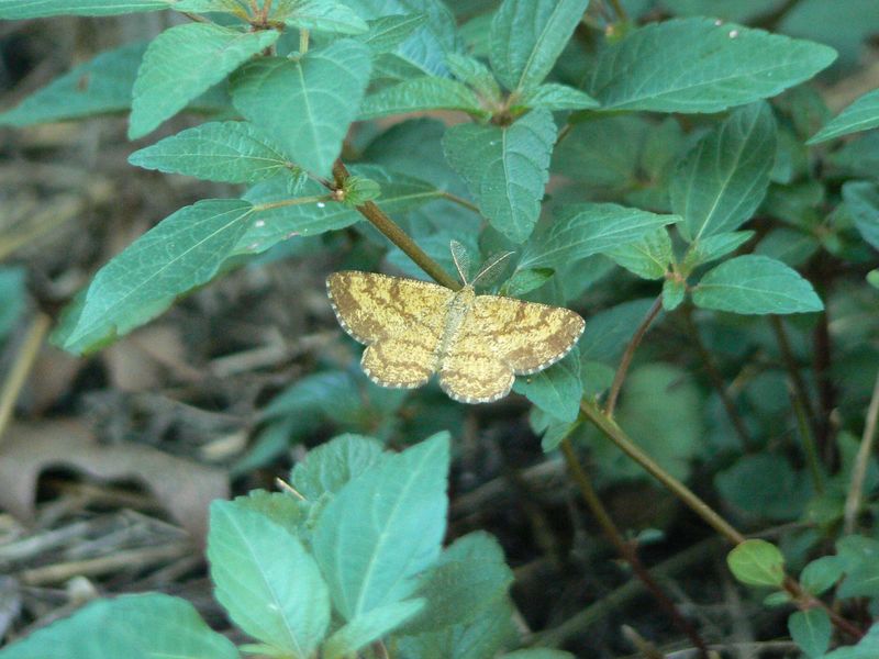 Farfallina da determinare