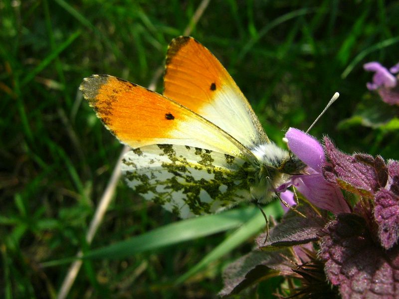 farfallina da determinare