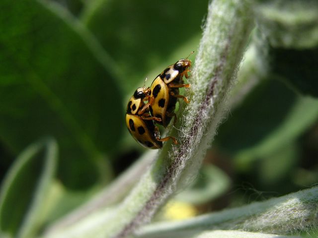 Tre coccinelle da identificare