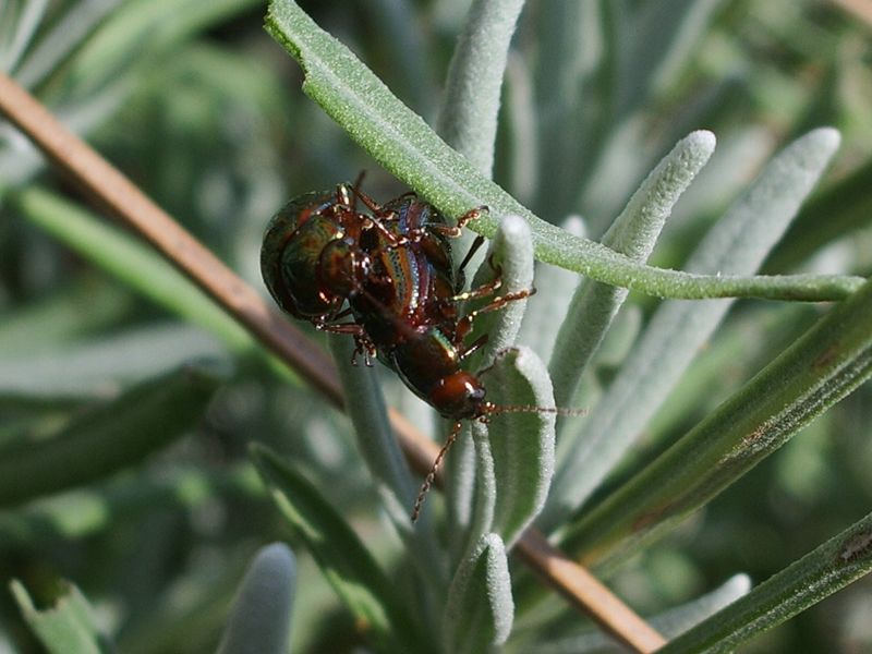 Piccolo coleottero da identificare: Chrysolina americana