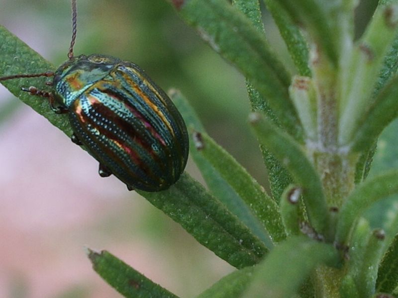 Chrysolina americana