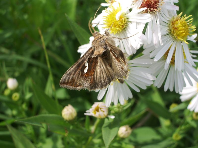 Macdunnoughia confusa e Plusia festucae (Noctuidae)