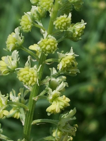 Reseda lutea / Reseda comune