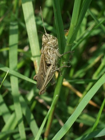 Chorthippus (Glyptobothrus) sp. (Orthoptera)