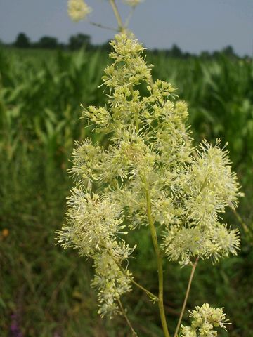 Thalictrum flavum