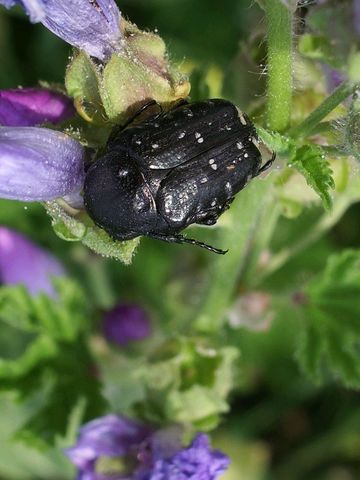 Oxythyrea funesta